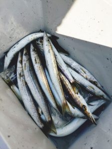 伊豆釣行！