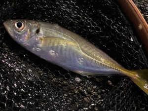 【延べ竿で遊ぼう第1回】電気ウキで狙う夜のアジ釣り【静岡】