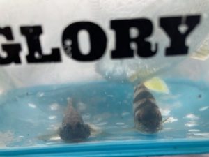 【延べ竿で遊ぼう第3回】五目釣りならぬ十一目釣り？【静岡】
