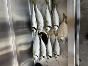 釣果情報＆タックルベリーDayのお知らせ