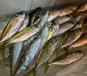 佐田岬アジ釣れてます＾-＾