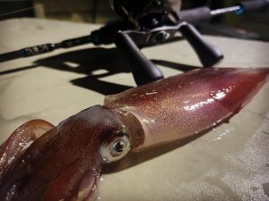 スタッフ釣果情報！