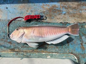 今は色んな魚種が釣れるかも！