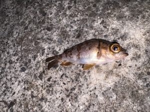 北条方面の釣果情報