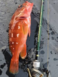 愛南方面釣れてます!(^^)!