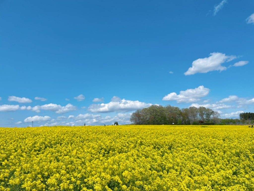 菜の花とサクラマス 南仙台4号バイパス店 Minami Sendai Yongo Bypass