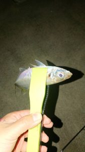 ヨ〇ヒコ釣果Ⅸ