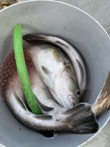 ボトムは全部タラ