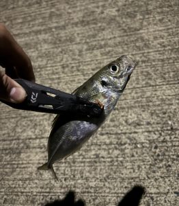 今まで釣ったアジの数を覚えているのか？