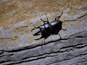 マダイジギングⅦ