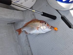 酒田マダイアマダイレンコダイ