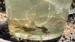 根魚ハンターと行く☆テナガエビ釣行！