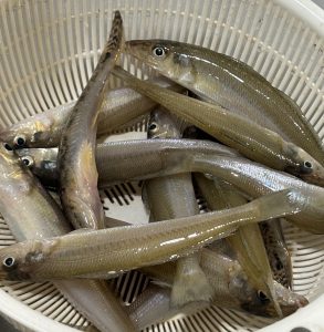 つまみ釣りがつまみに