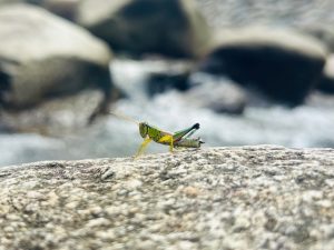アウトドアの必須アイテム☆