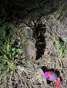 なまずぅ～゜・_・゜～