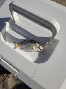 県内キス釣り