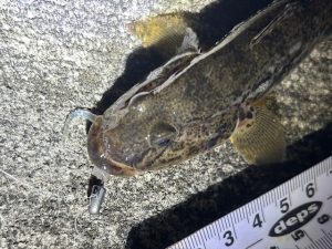 ハゼの調査★