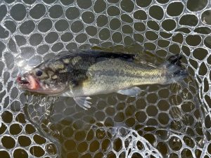 栃木県/キングフィッシャー行ってきました！