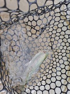 超久々の管釣り🎣
