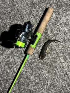 ハゼ釣り