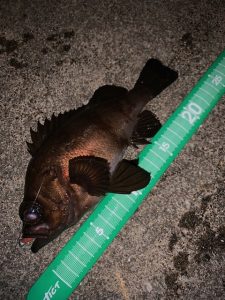 良型メバル連発!(月舘君)