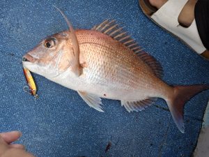 秋爆マダイジギング