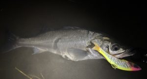 ビッグベイトシーバスに挑戦してみたヨ