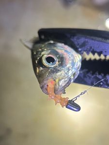 あぶらがすごい！