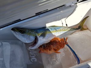 日本海ブリジギング