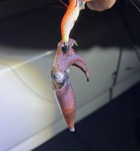 ヒイカシーズン到来？