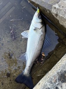 シーバスはまだまだ釣れるみたい