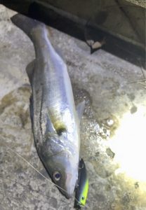 釣れるぞ！寒くてもシーバスが釣れる！！