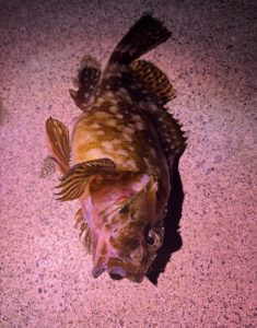 めばいってきた。