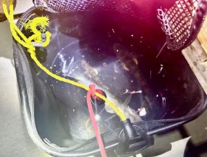 極太落ちハゼ！