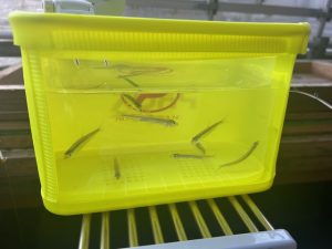 今季初のワカサギへ★