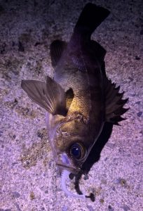 めばいってきた。煮