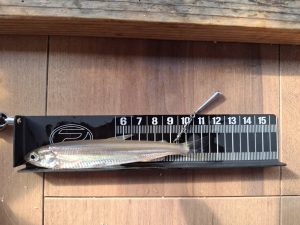 ワカサギいってきました