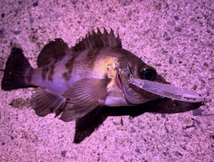 めばでﾌﾞﾛｰｳｨﾝお試ししてきた