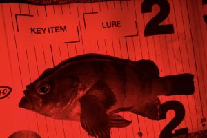 抱卵捕獲クエスト