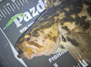 釣り始めてきました♪