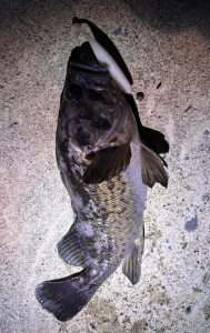 黒つりにいった