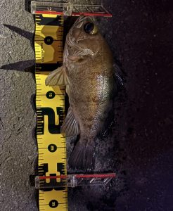 良型メバル連発！