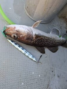 タラジギング時々生エサ