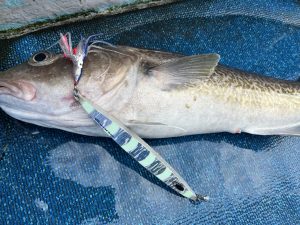 マダラジギング