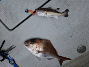 酒田マダイジギング