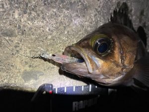 はじめまして！