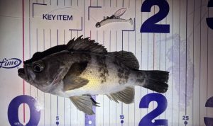 メバリンリンリンリンリング