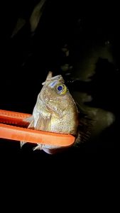 最近ハマってるメヴァを。