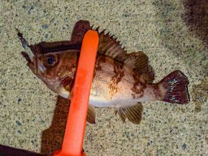 突風のメバリング