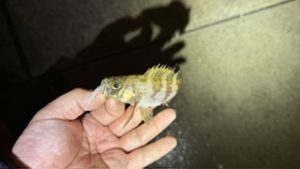 初場所メバル調査🎣